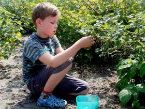 little boy picking berries in a garden
